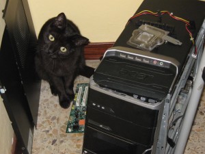 Un gato mirando el ordenador sin saber qué hacer
